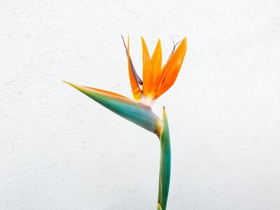 Bird of Paradise